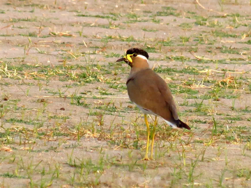 yello wattled lapwing